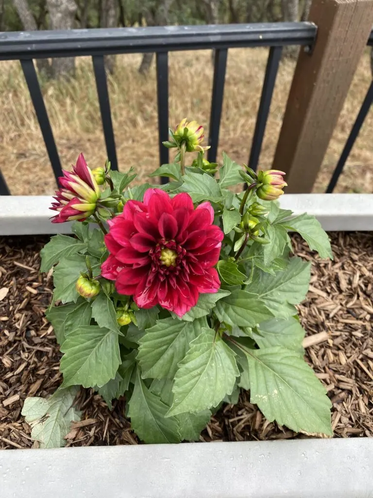 Hydroponic AeroGarden Dahlias Red