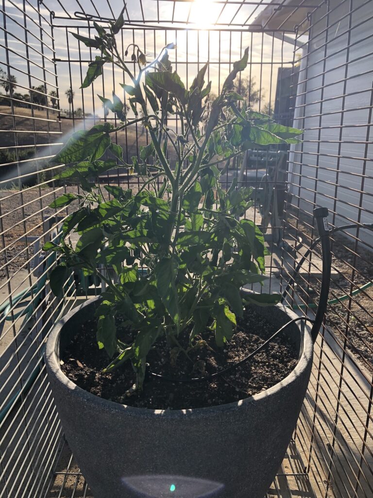 Growing Hydroponic Heirloom Tomato Plants