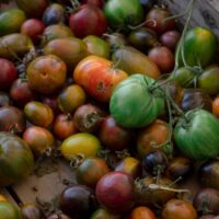 Fresh Heirloom Tomatoes
