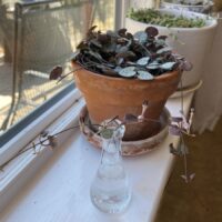 Propagating String of Hearts in water
