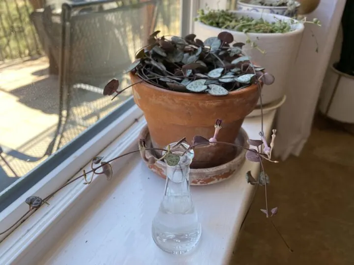 How To Propagate String of Hearts For Best Results