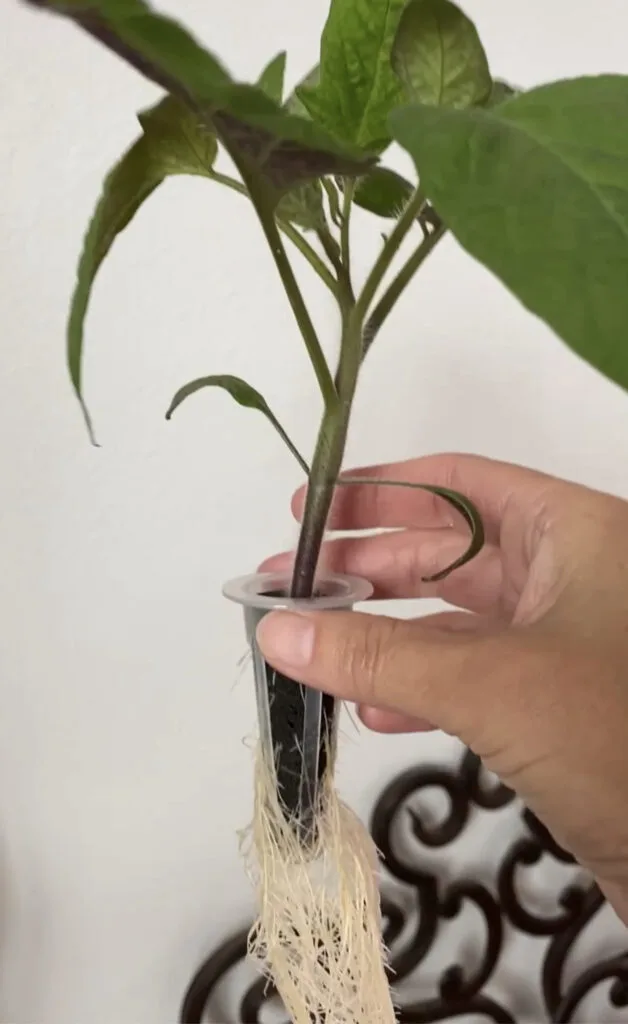 Hydroponic AeroGarden Tomatoes in a growing basket