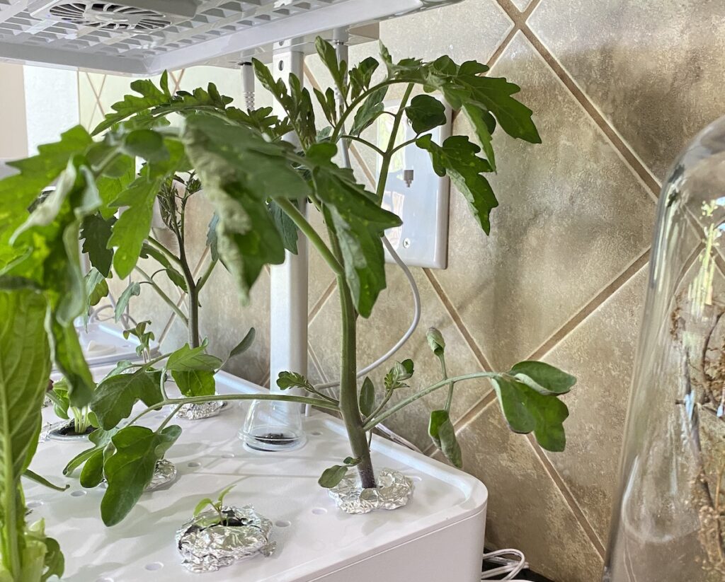 AeroGarden Tomato plants growing