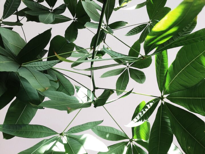 How To Propagate Umbrella Plant: Growing Tips And Care