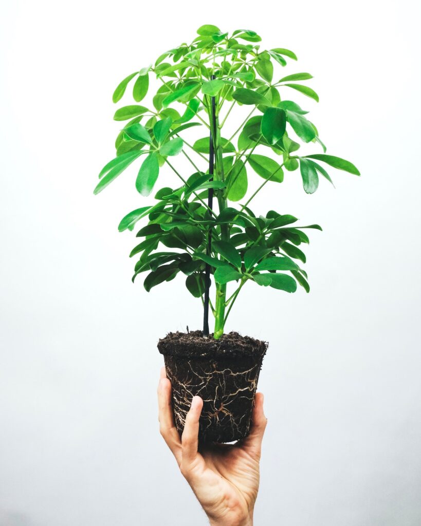 Umbrella plant schefflera arboricola