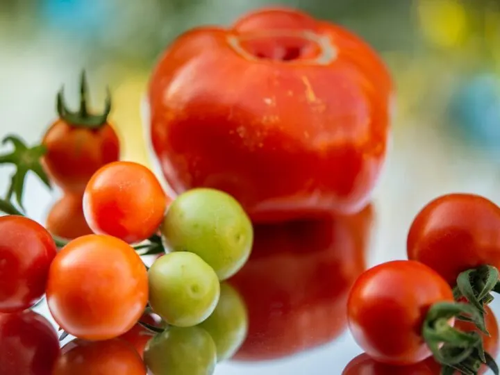 How To Grow Heirloom Tomato Plants Faster